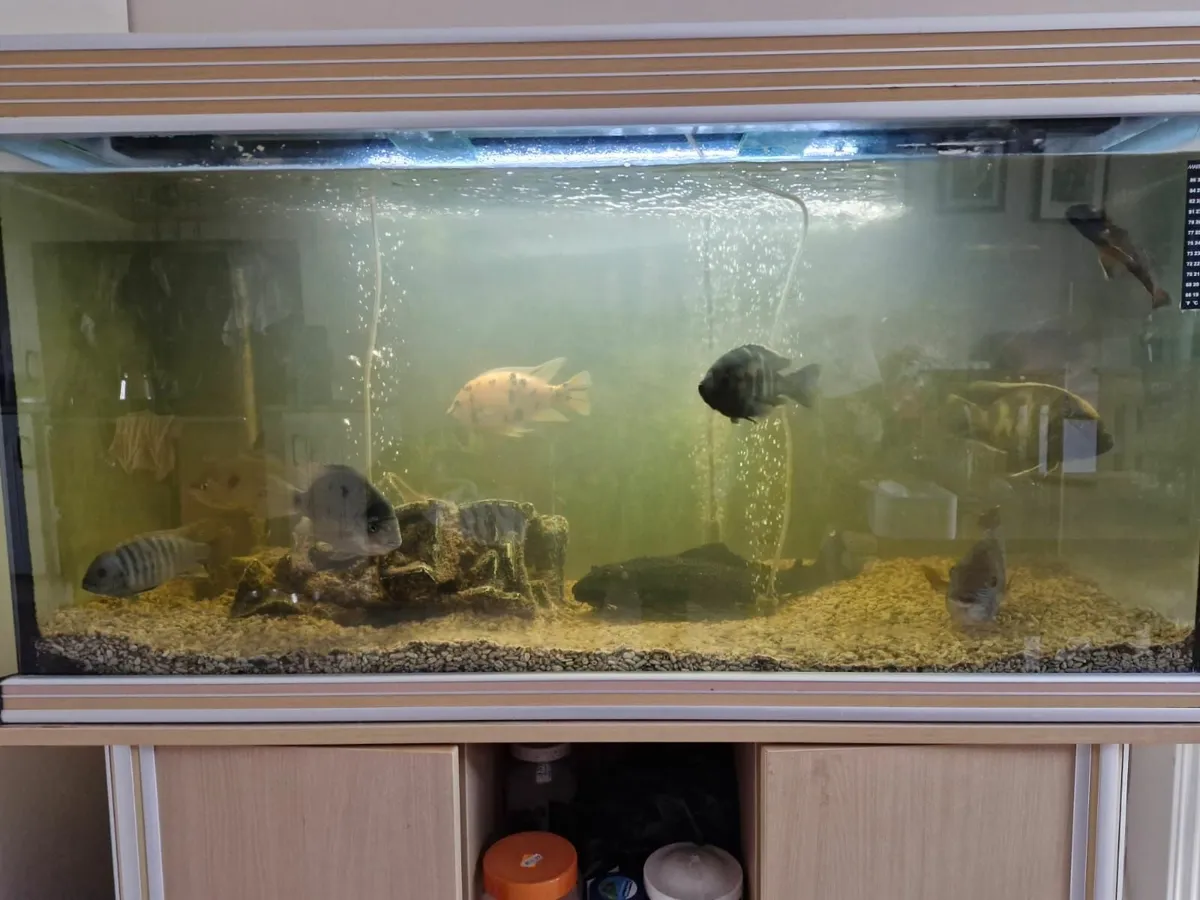 Aquarium  and fish , - Image 1
