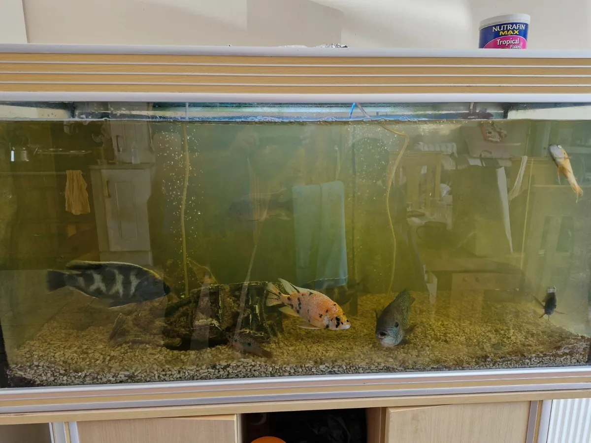 Aquarium  and fish , - Image 2