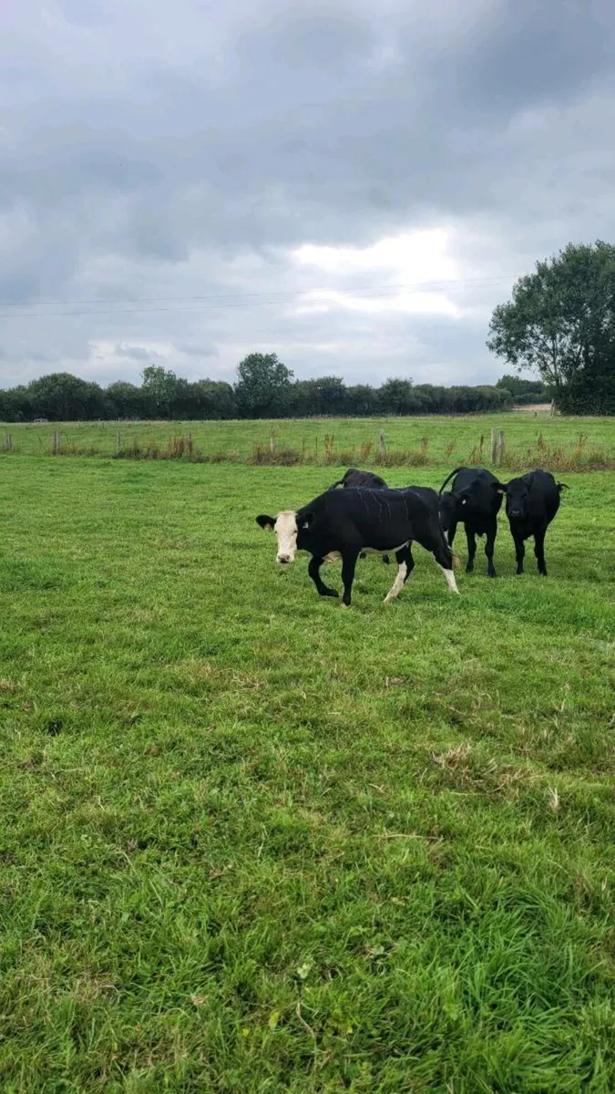 3 Angus and 1 hereford  heifers - Image 1
