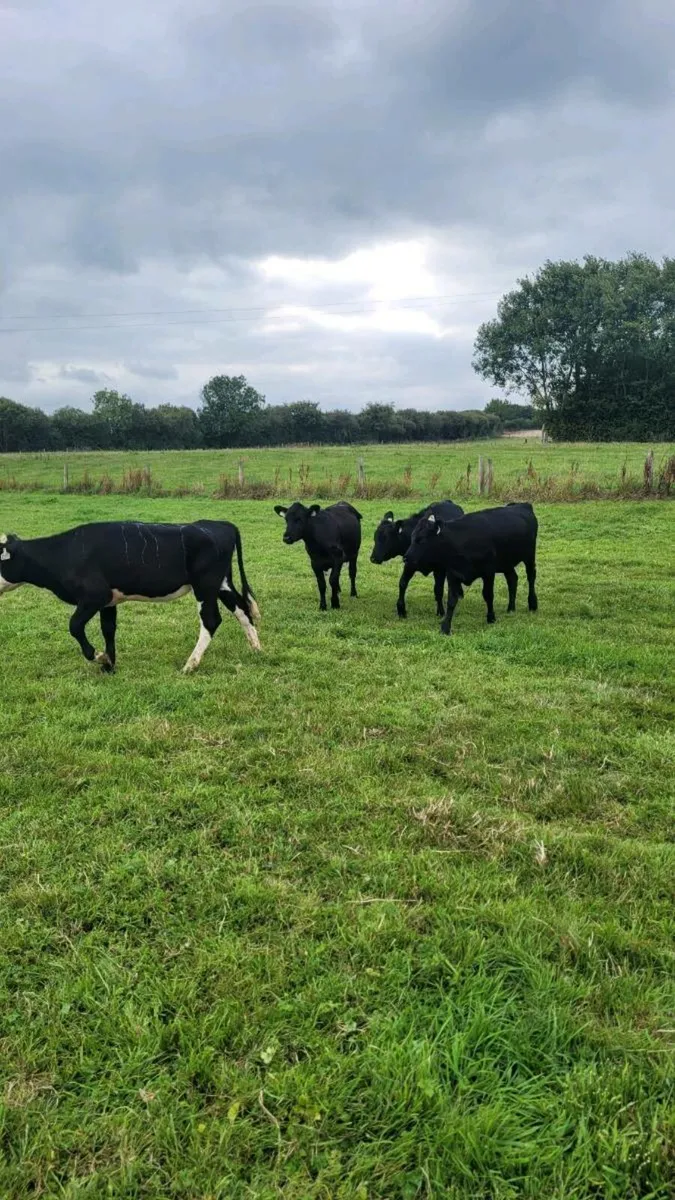 3 Angus and 1 hereford  heifers - Image 2