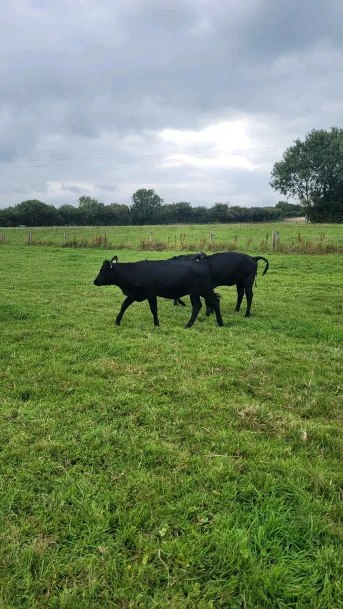 3 Angus and 1 hereford  heifers - Image 3