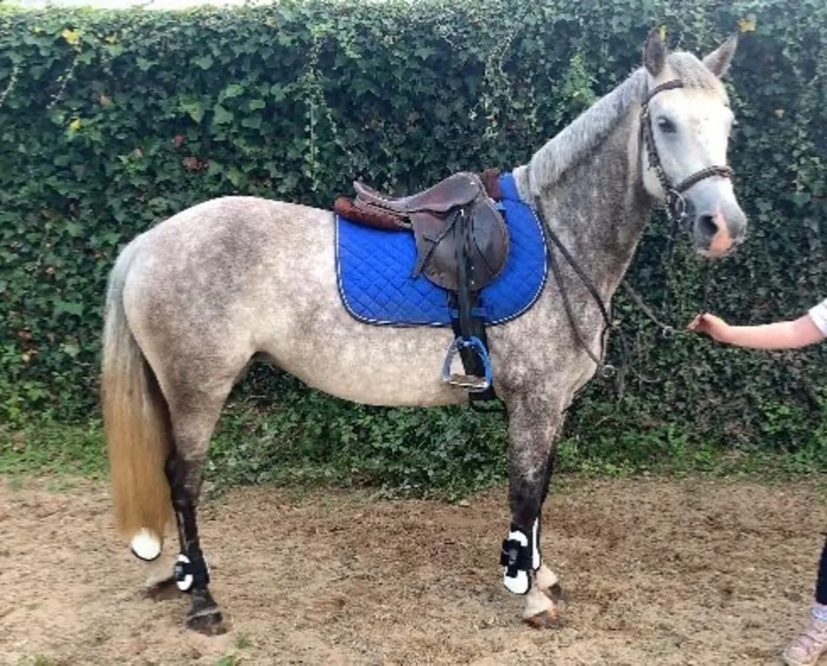 Lot 28 Cavan Sales - Image 1