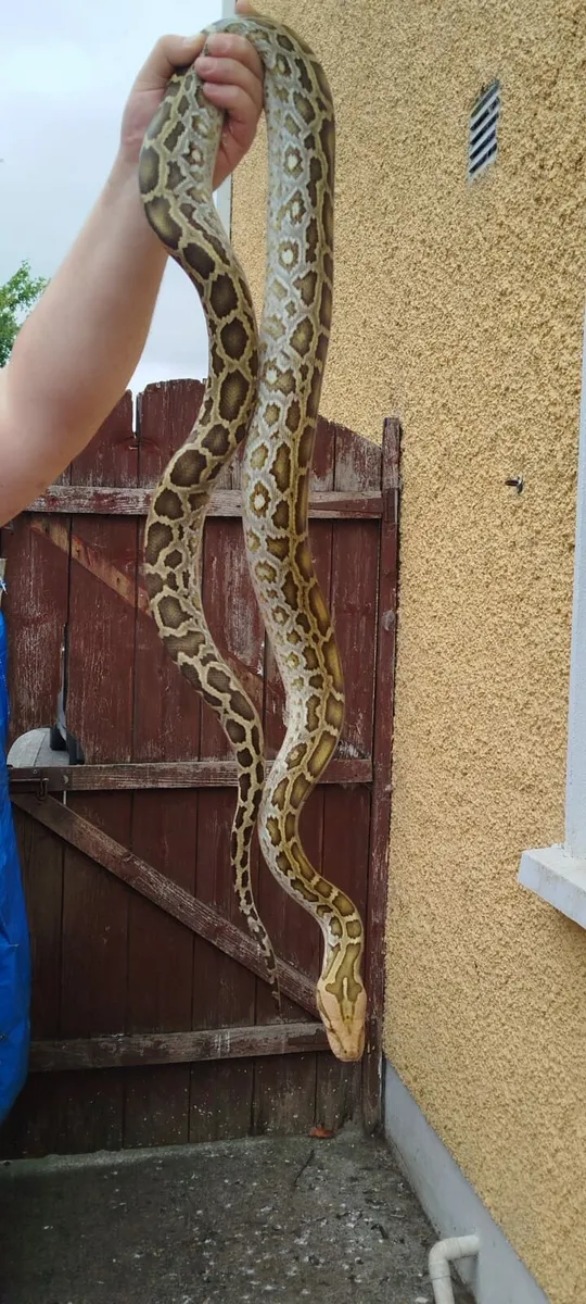 Burmese python - Image 1