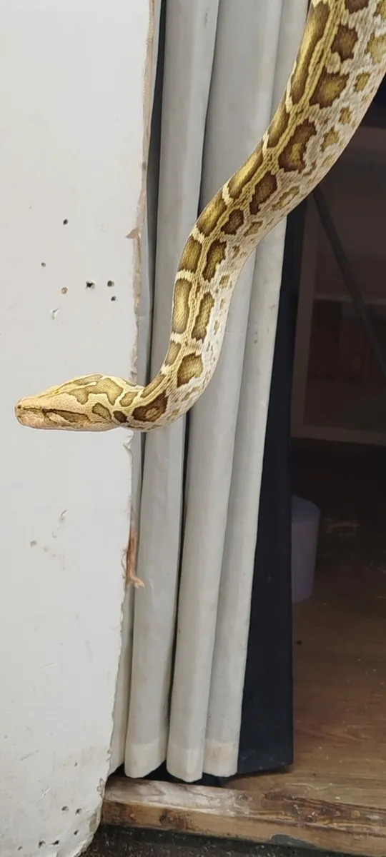Burmese python - Image 2