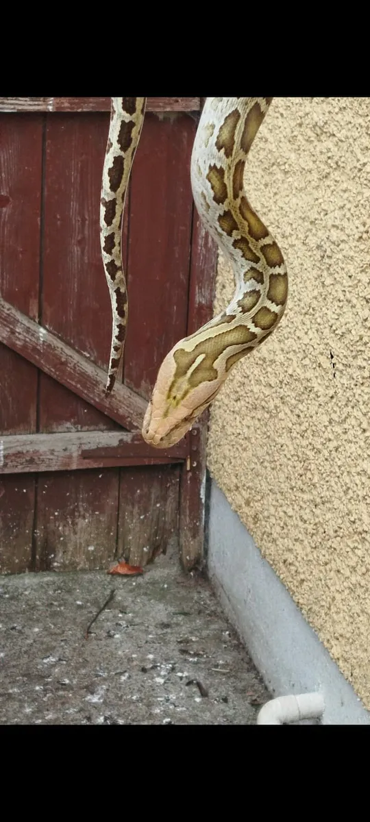 Burmese python - Image 3