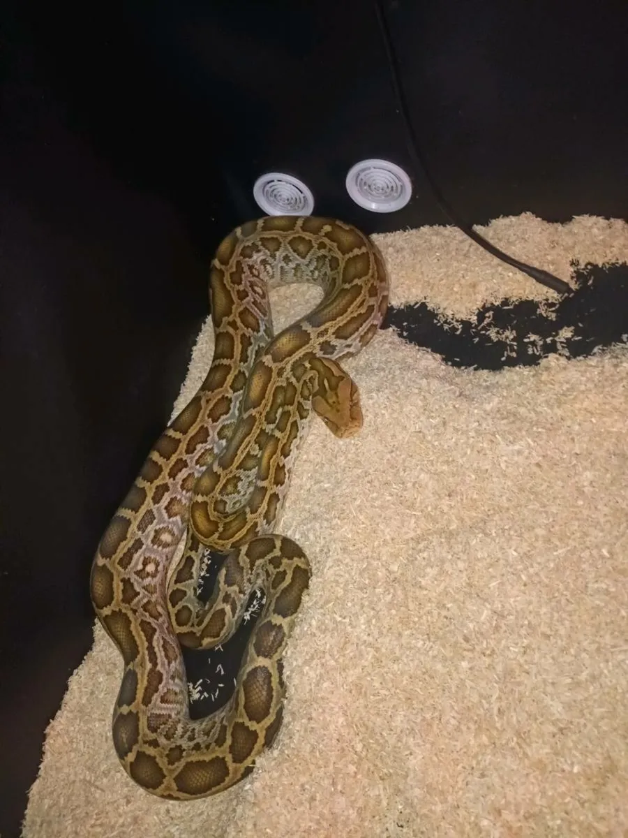 Burmese python - Image 4