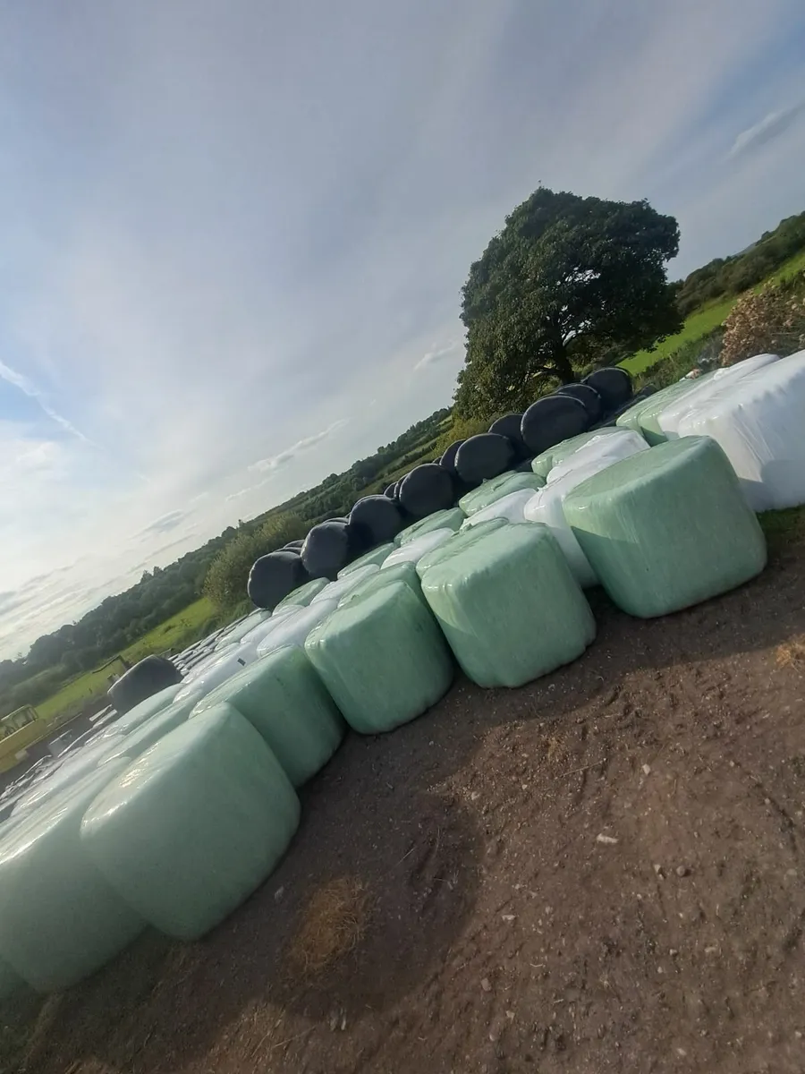 Silage bales - Image 1