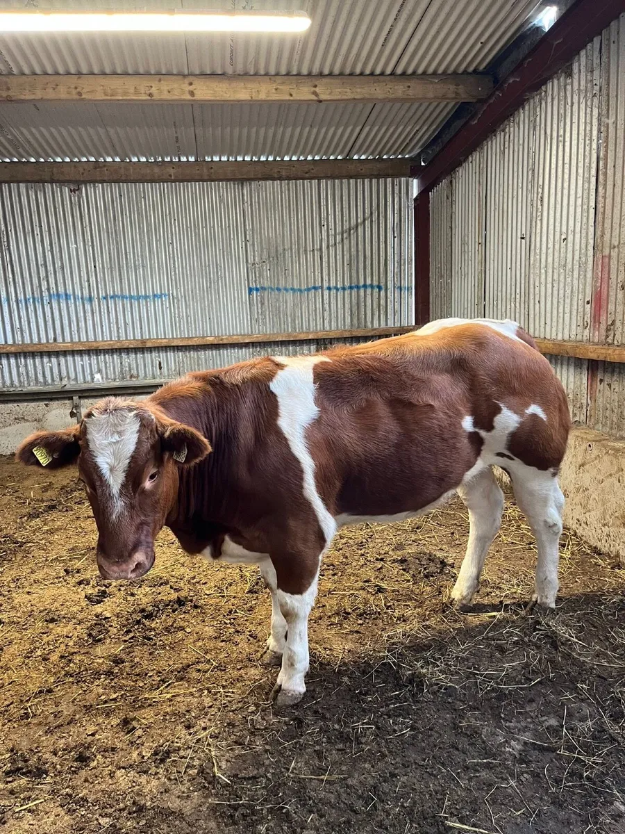 Cattle - Image 3