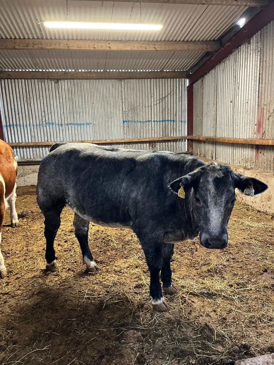 Cattle - Image 4