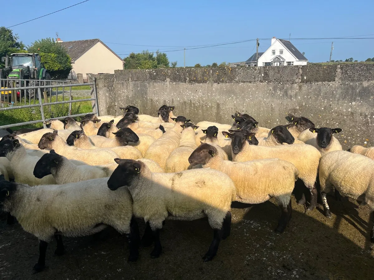 Suffolk hoggets - Image 1