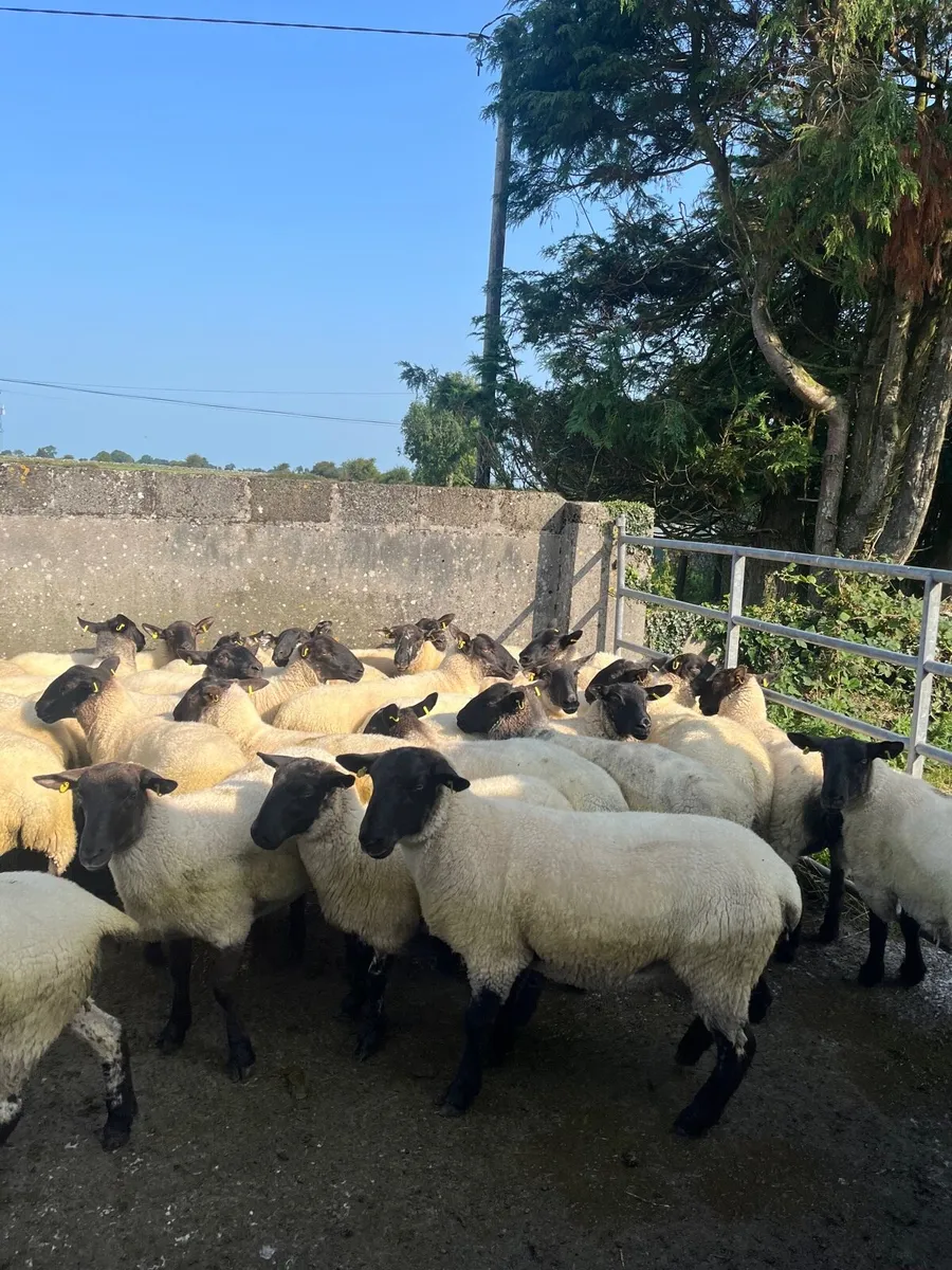 Suffolk hoggets - Image 2