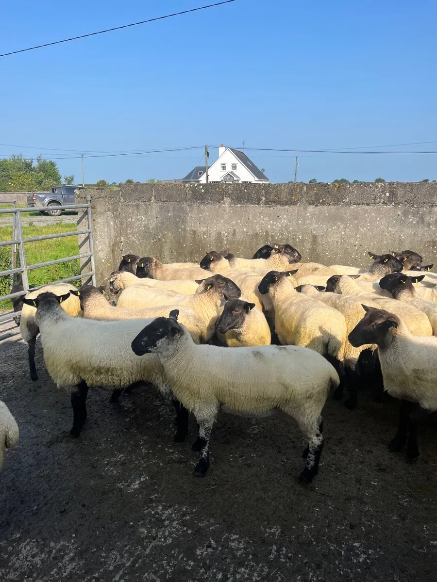 Suffolk hoggets - Image 3