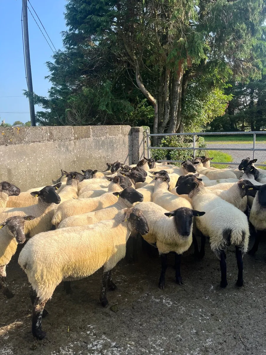 Suffolk hoggets - Image 4
