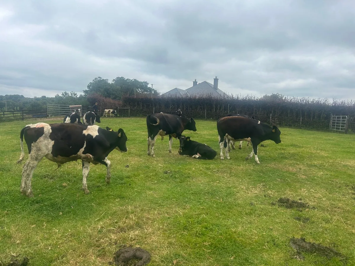 10 super  British Frisian  bull  weanlings - Image 1