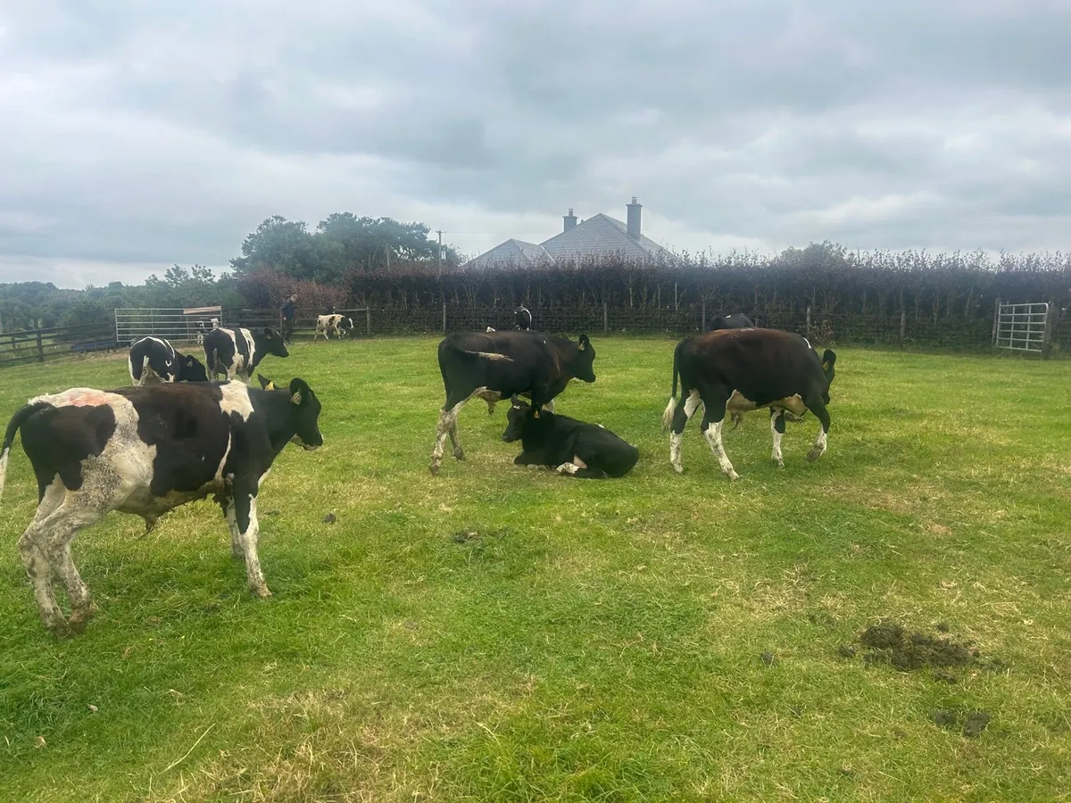 10 super  British Frisian  bull  weanlings - Image 2