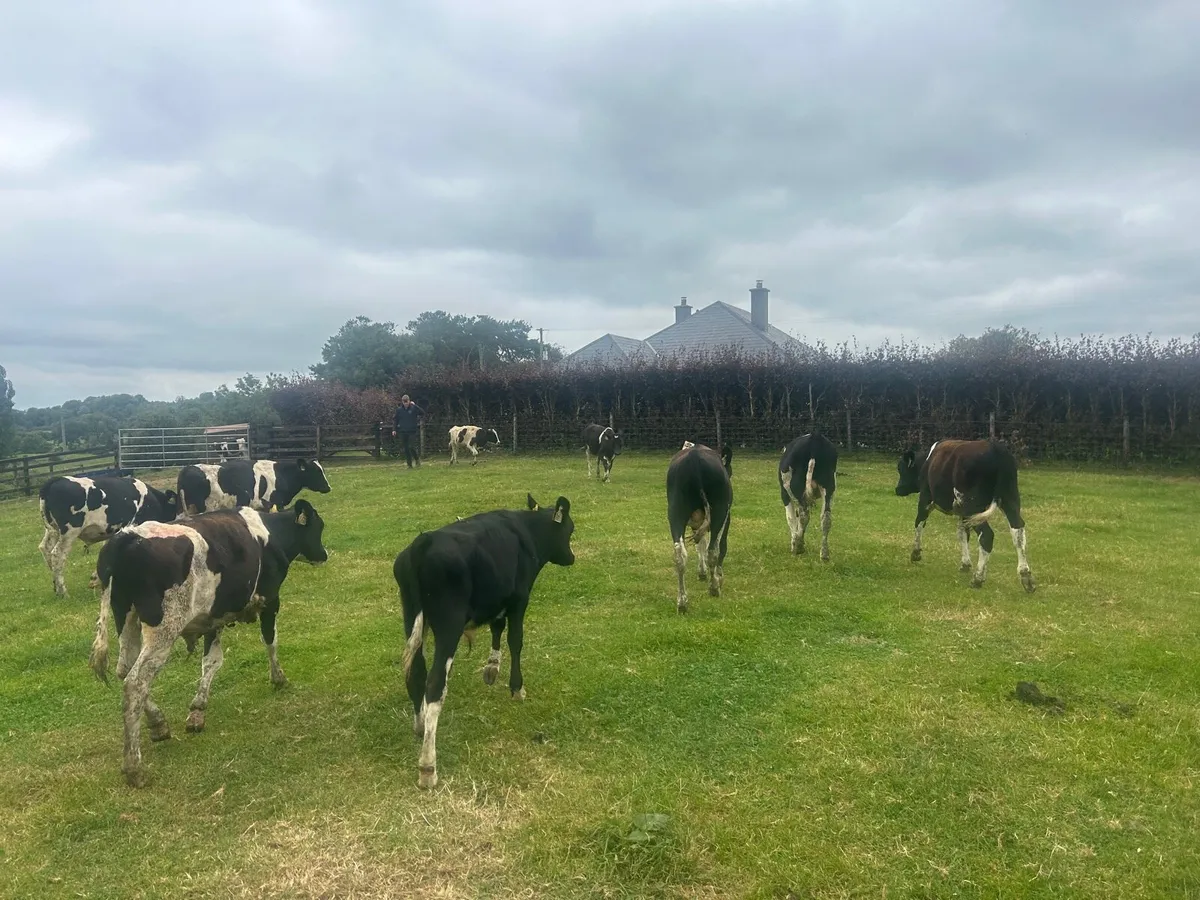 10 super  British Frisian  bull  weanlings - Image 3