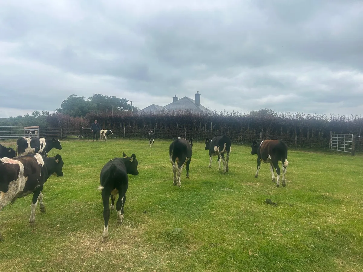 10 super  British Frisian  bull  weanlings - Image 4