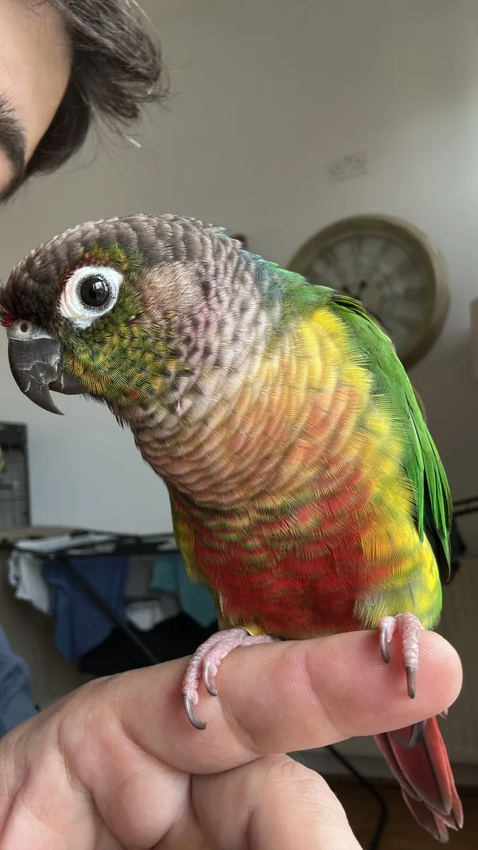 Parrot violet and yellow vested green cheeks - Image 2