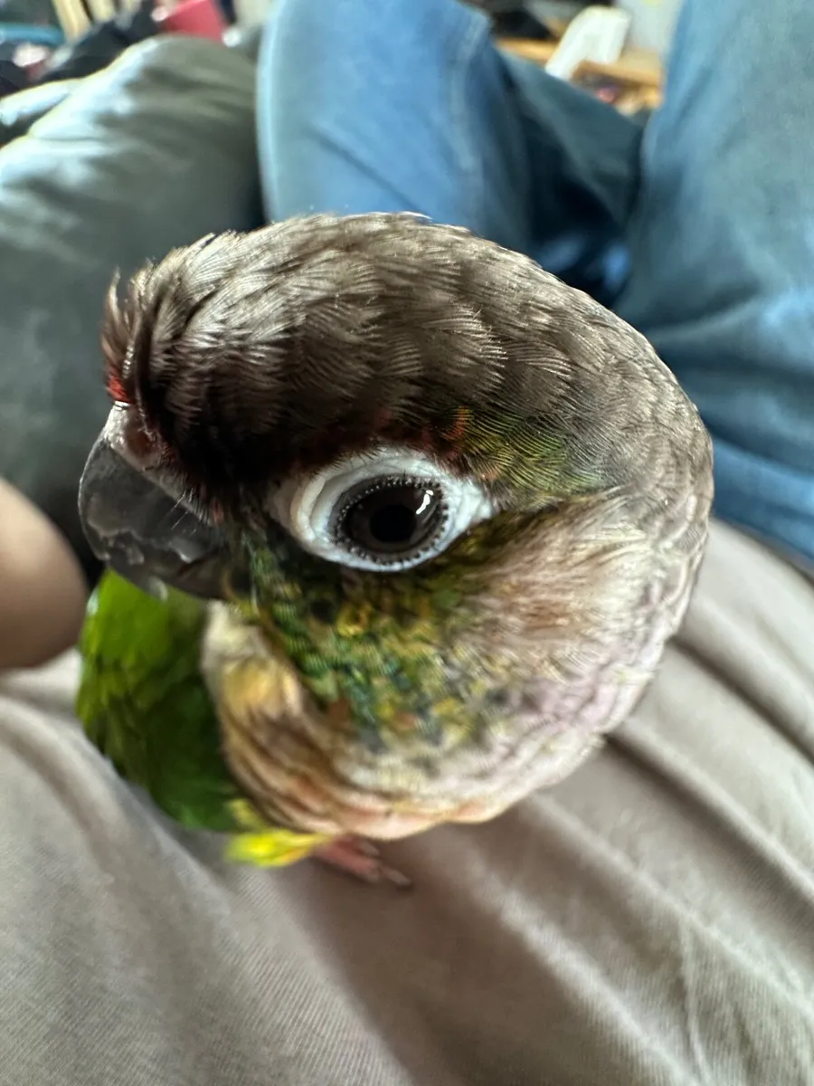 Parrot violet and yellow vested green cheeks - Image 3