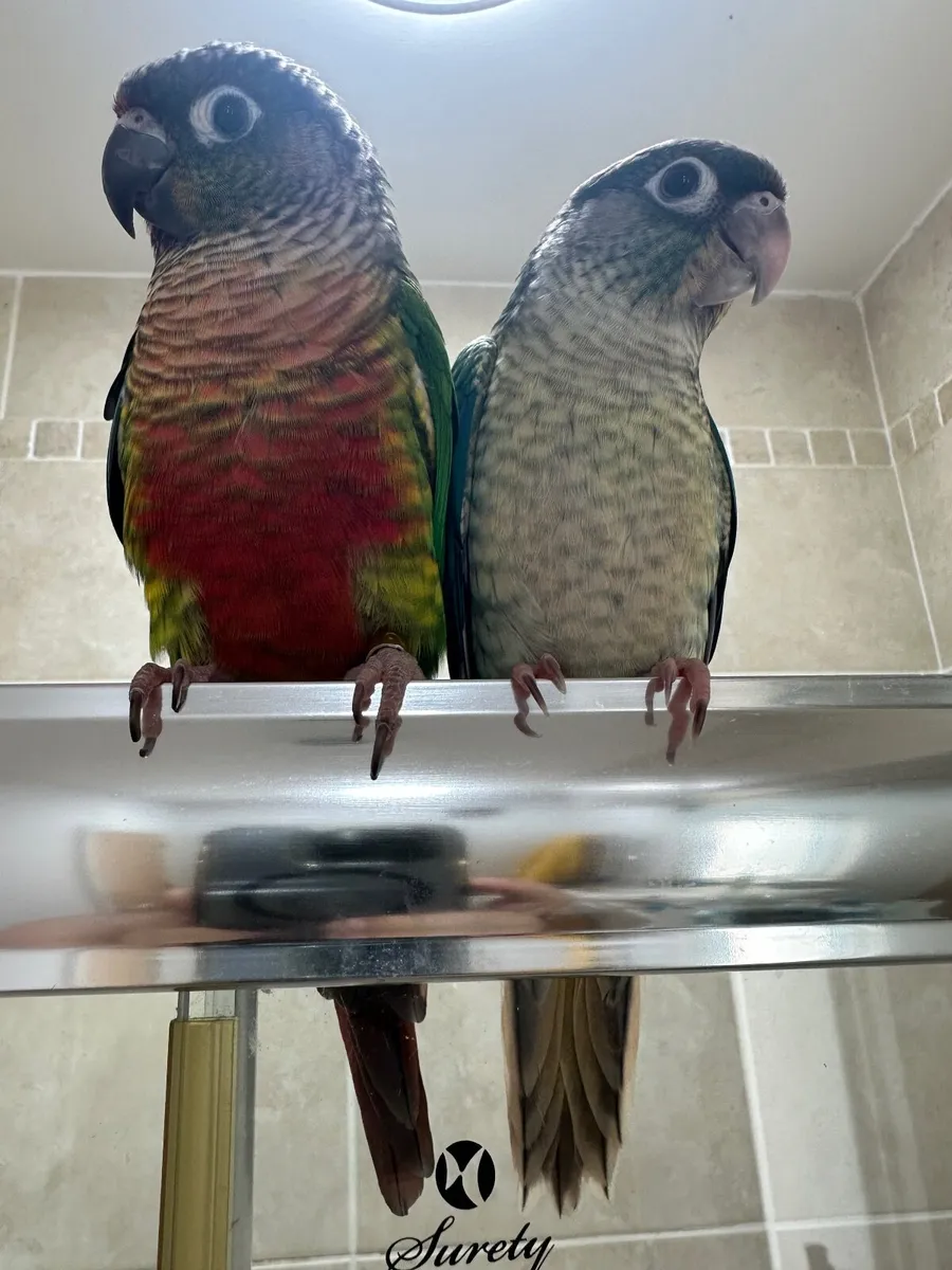 Parrot violet and yellow vested green cheeks - Image 4
