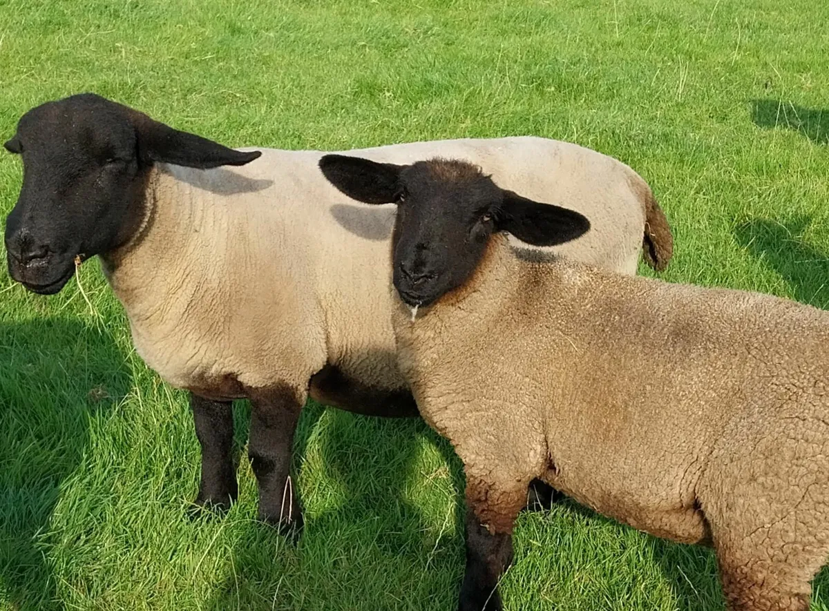 PBNR Suffolk Ewe & Lamb - Image 1