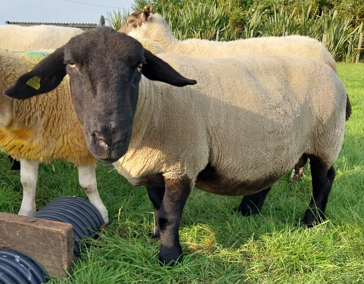 PBNR Suffolk Ewe & Lamb - Image 2