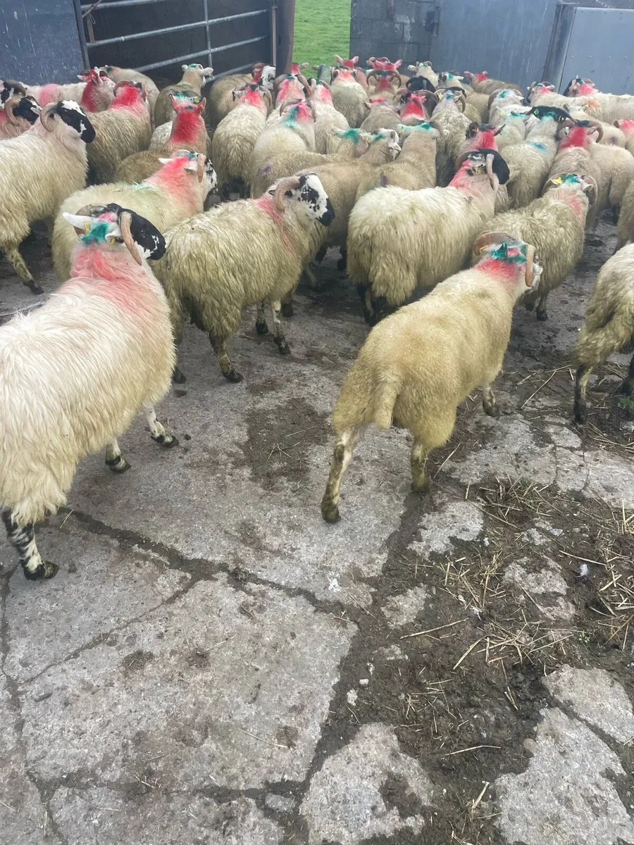 Store lambs - Image 1