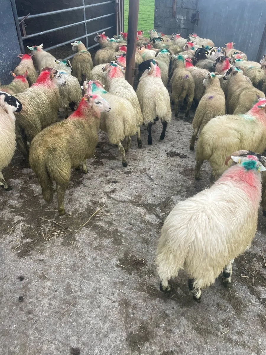 Store lambs - Image 2