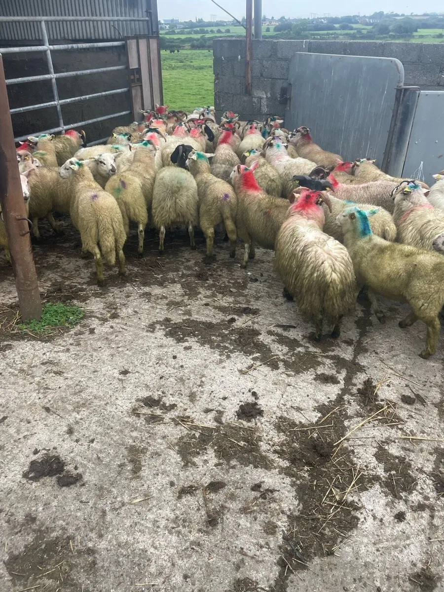 Store lambs - Image 3