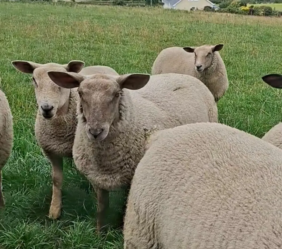 Sheep - Image 1