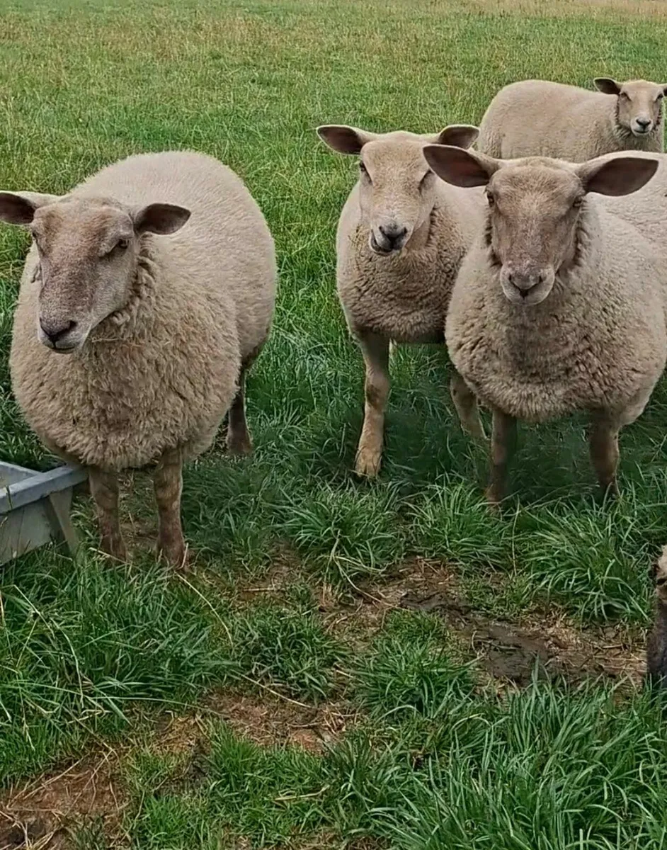 Sheep - Image 2