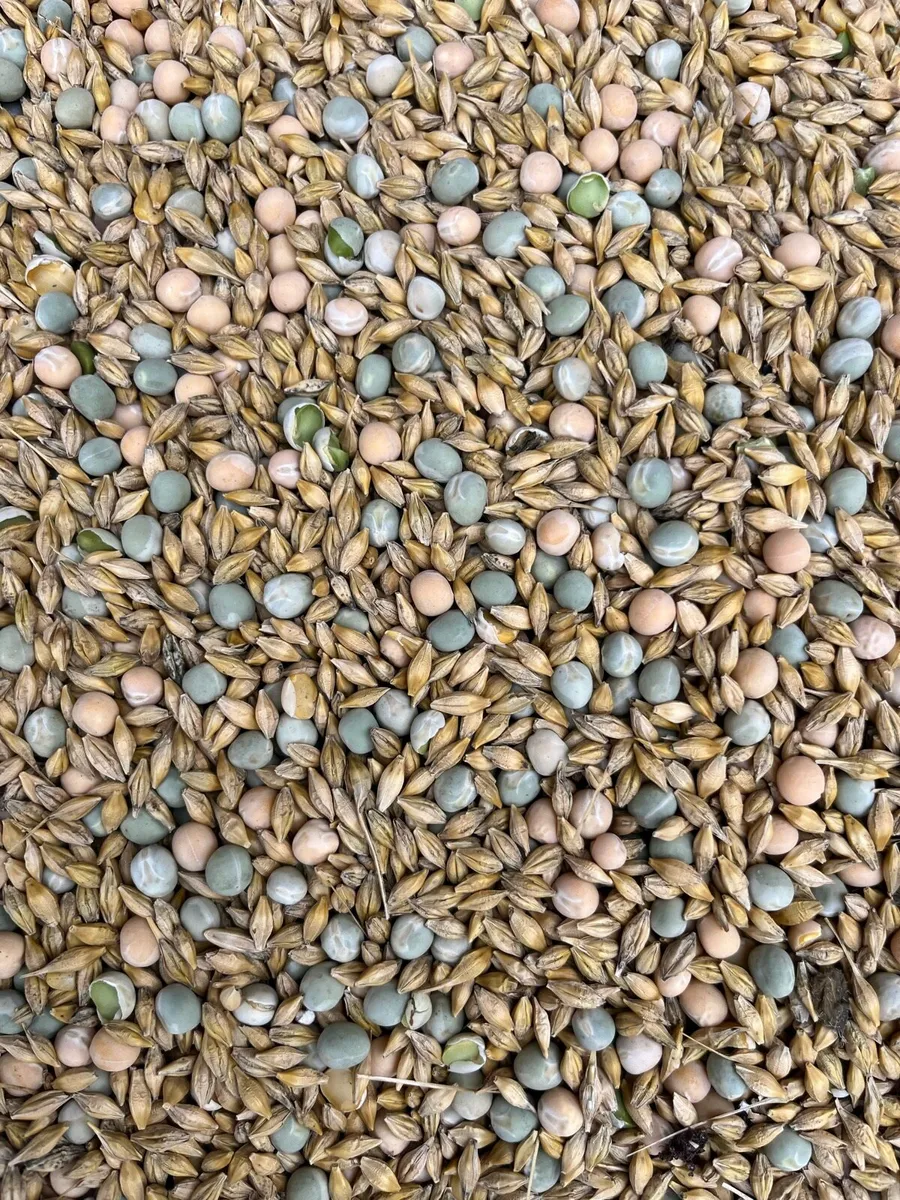 Organic Barley & Peas combi crop - Image 1