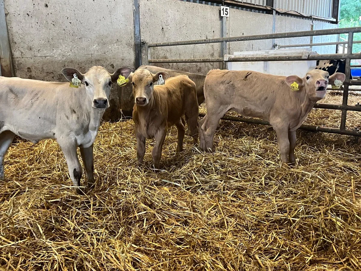 5 super charlaois weanling heifers - Image 1