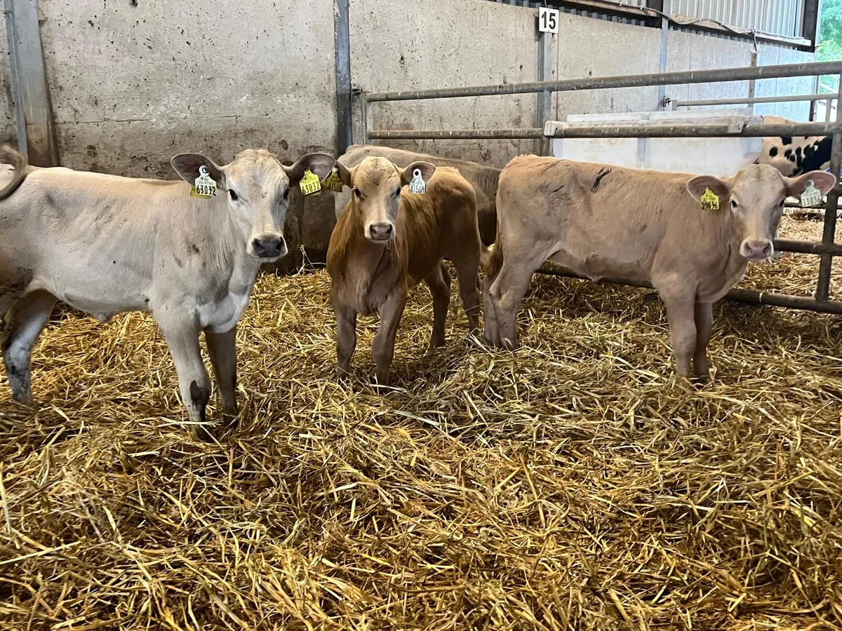 5 super charlaois weanling heifers - Image 2