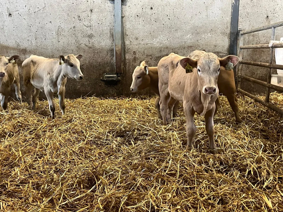 5 super charlaois weanling heifers - Image 3