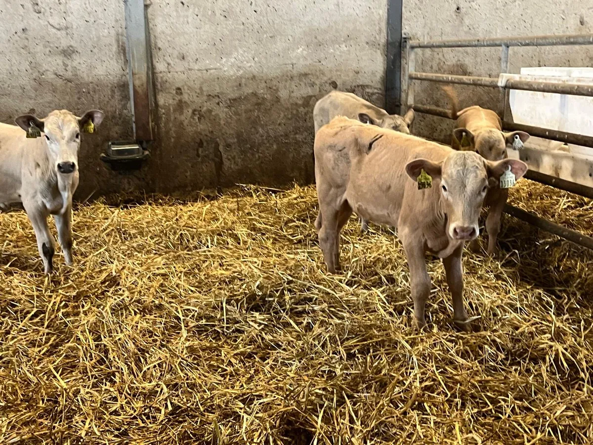 5 super charlaois weanling heifers - Image 4