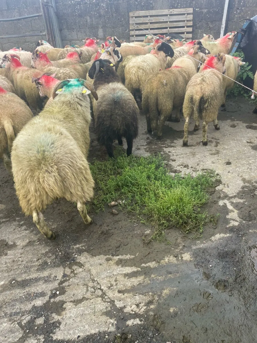 Store lambs - Image 4