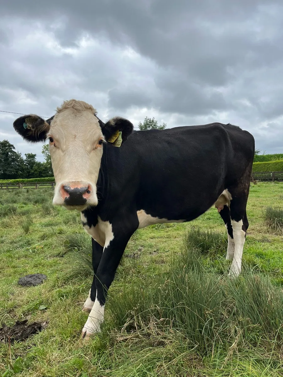 1st Calver for sale - Image 1