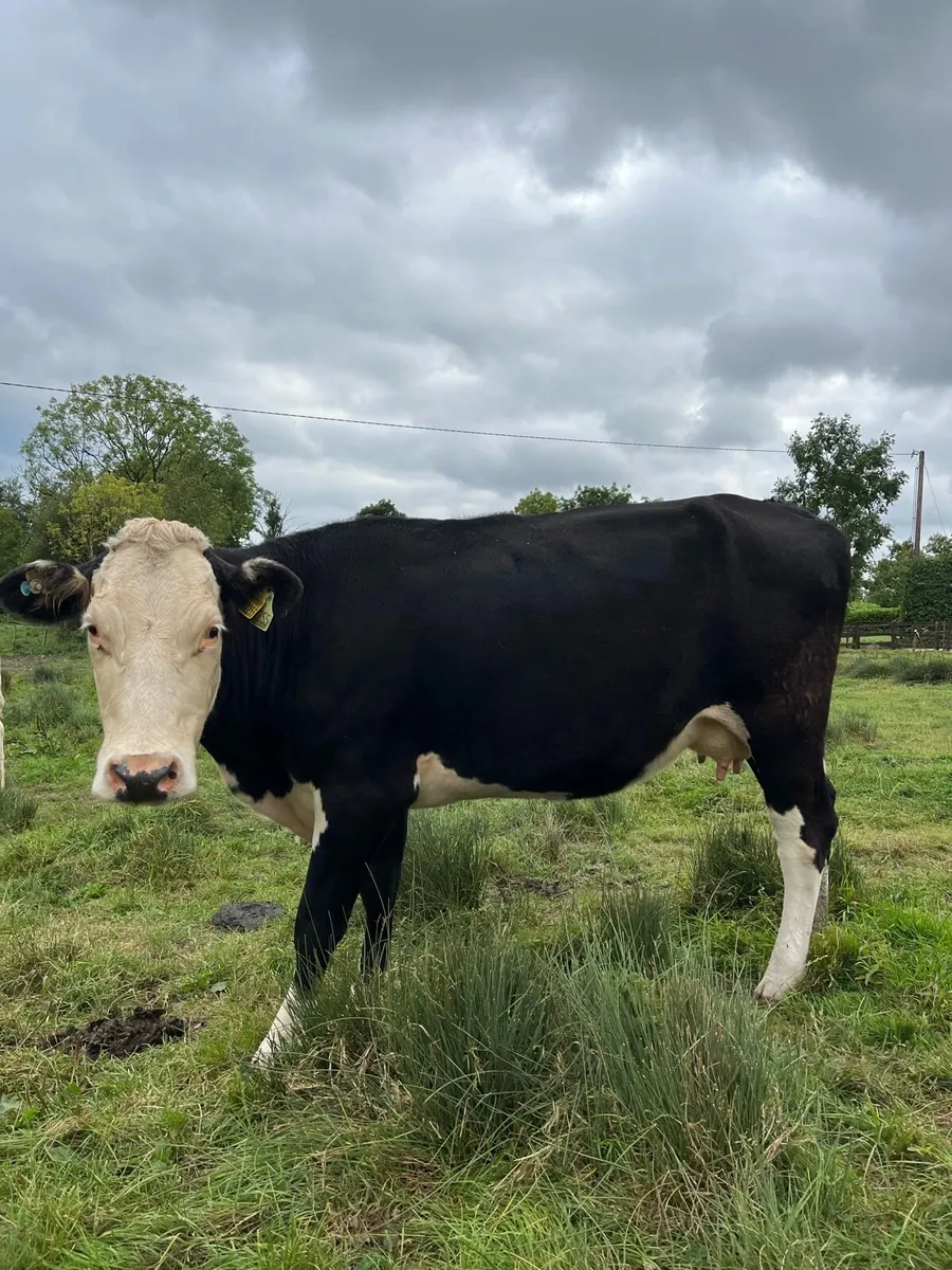 1st Calver for sale - Image 2