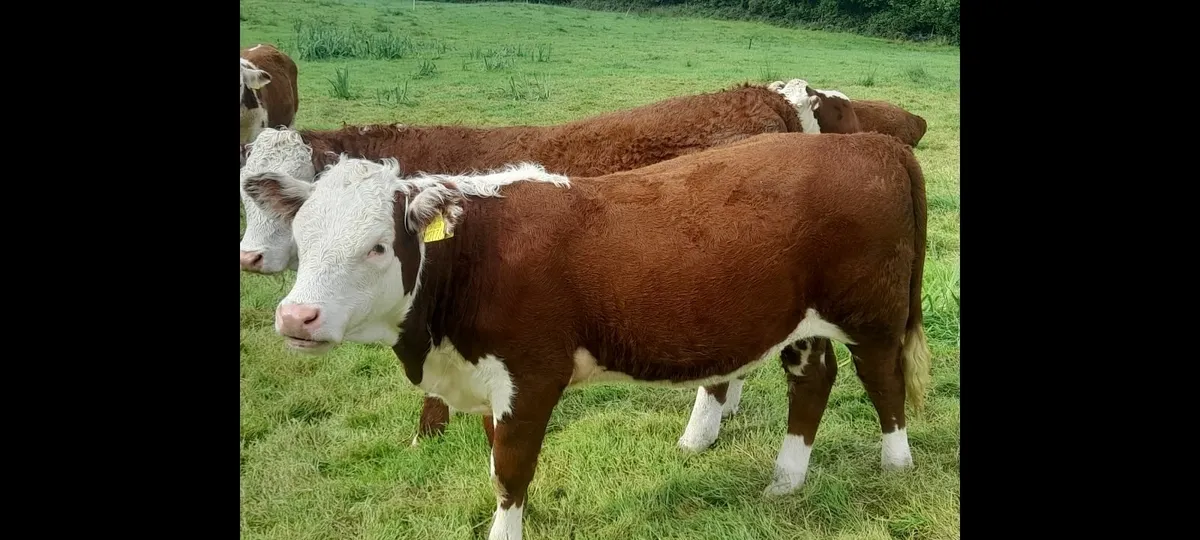 PBR Hereford Heifer