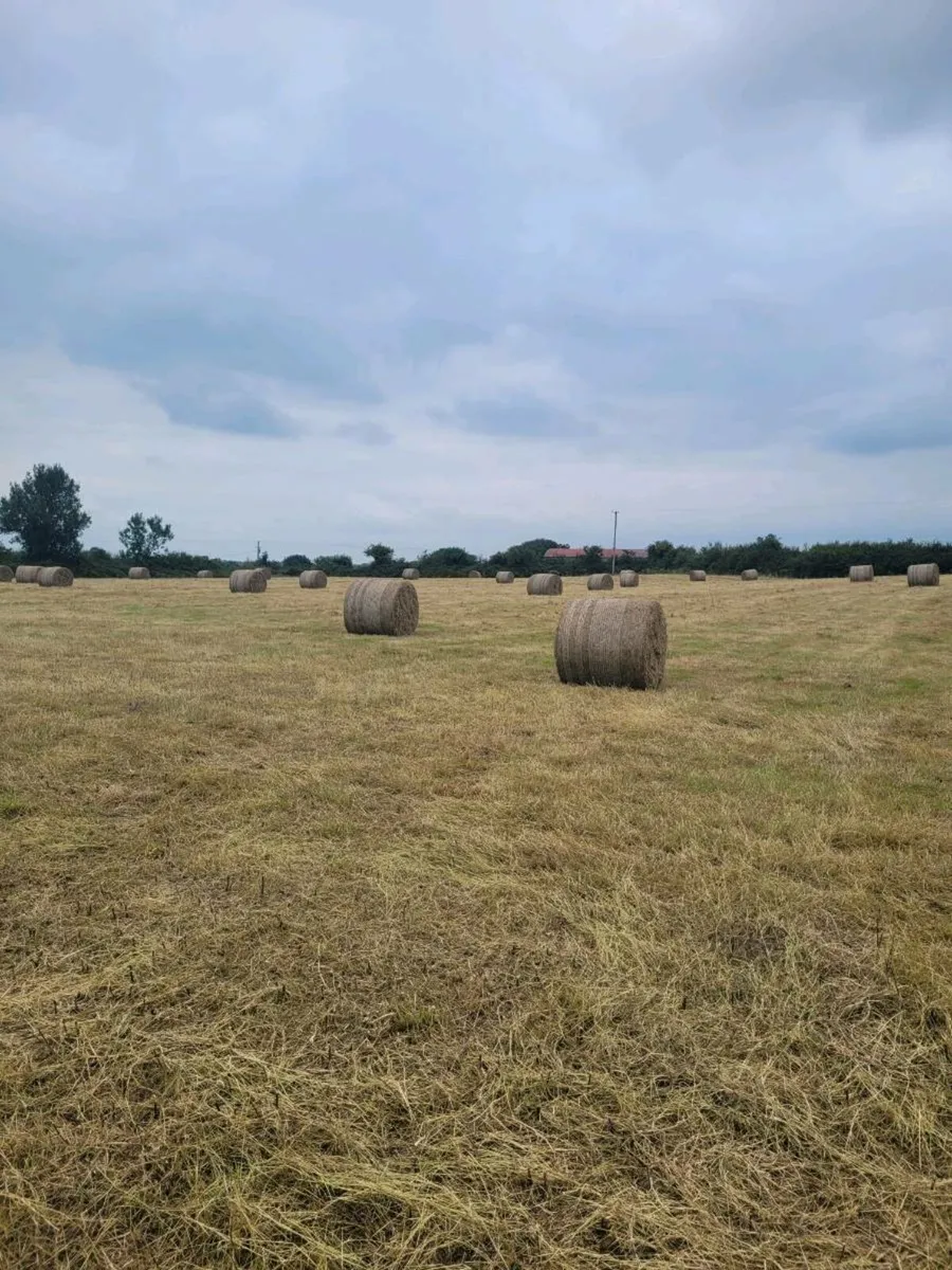 Hay for sale - Image 1