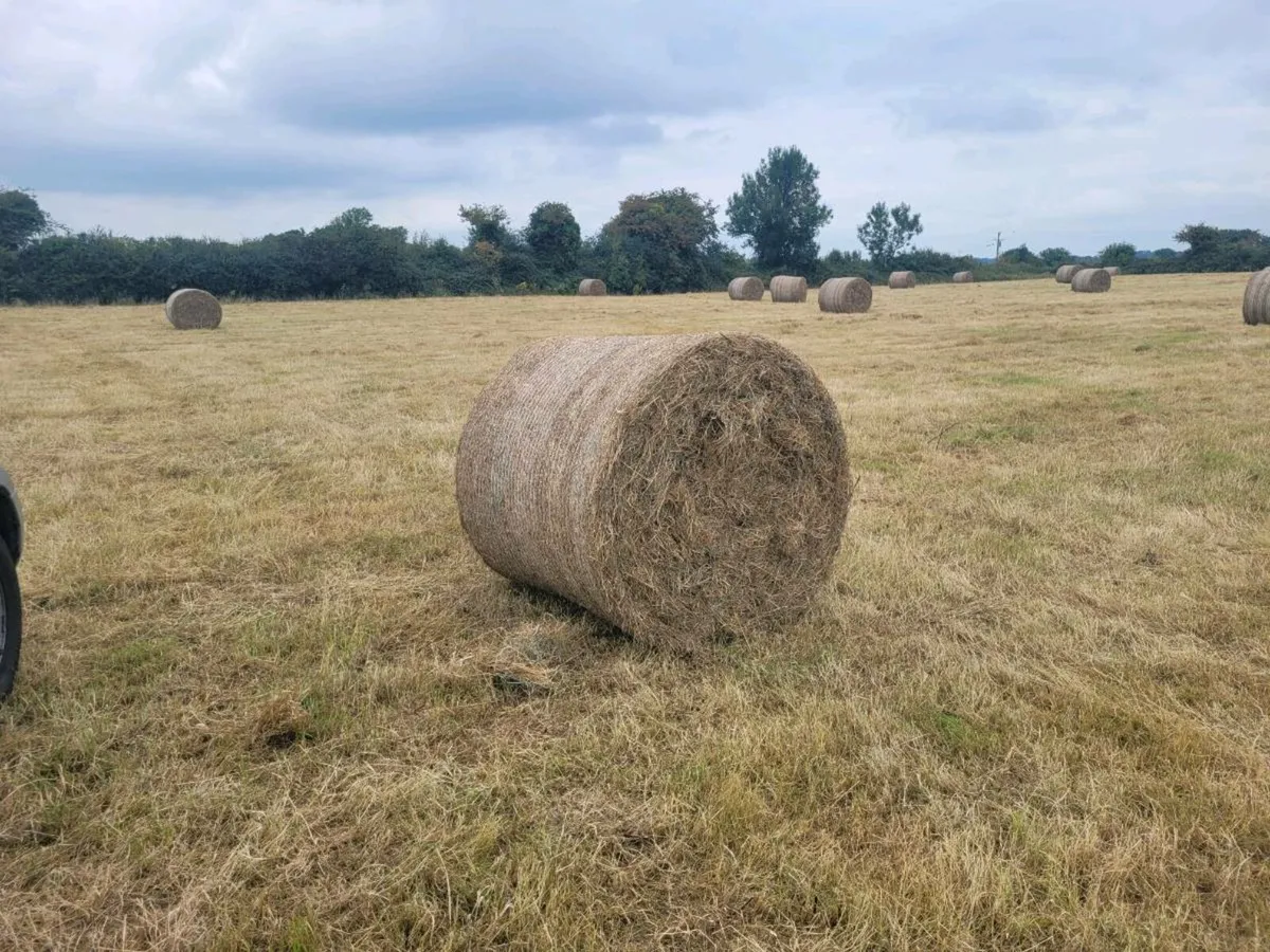 Hay for sale - Image 2