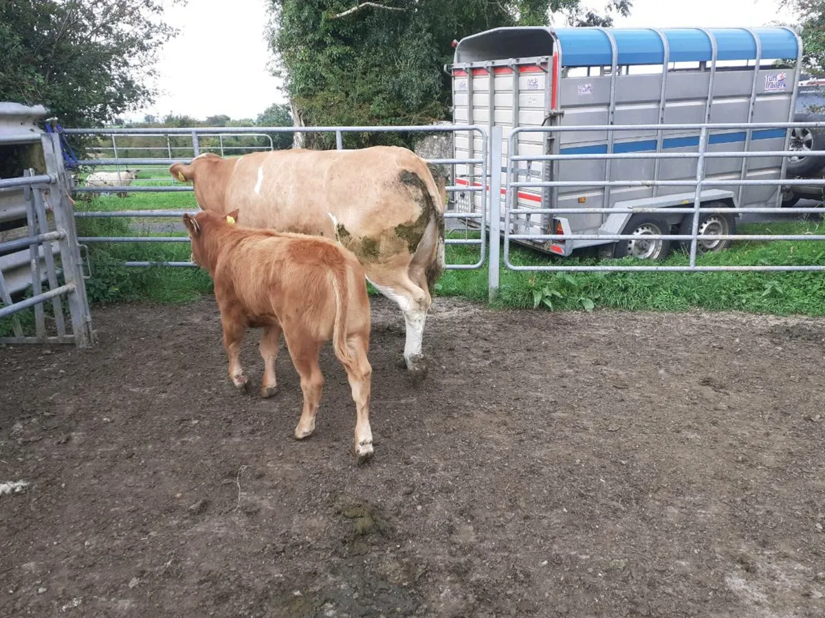 Cow And Calf - Image 2