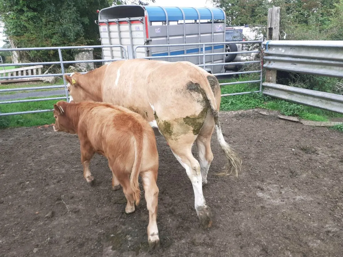 Cow And Calf - Image 3