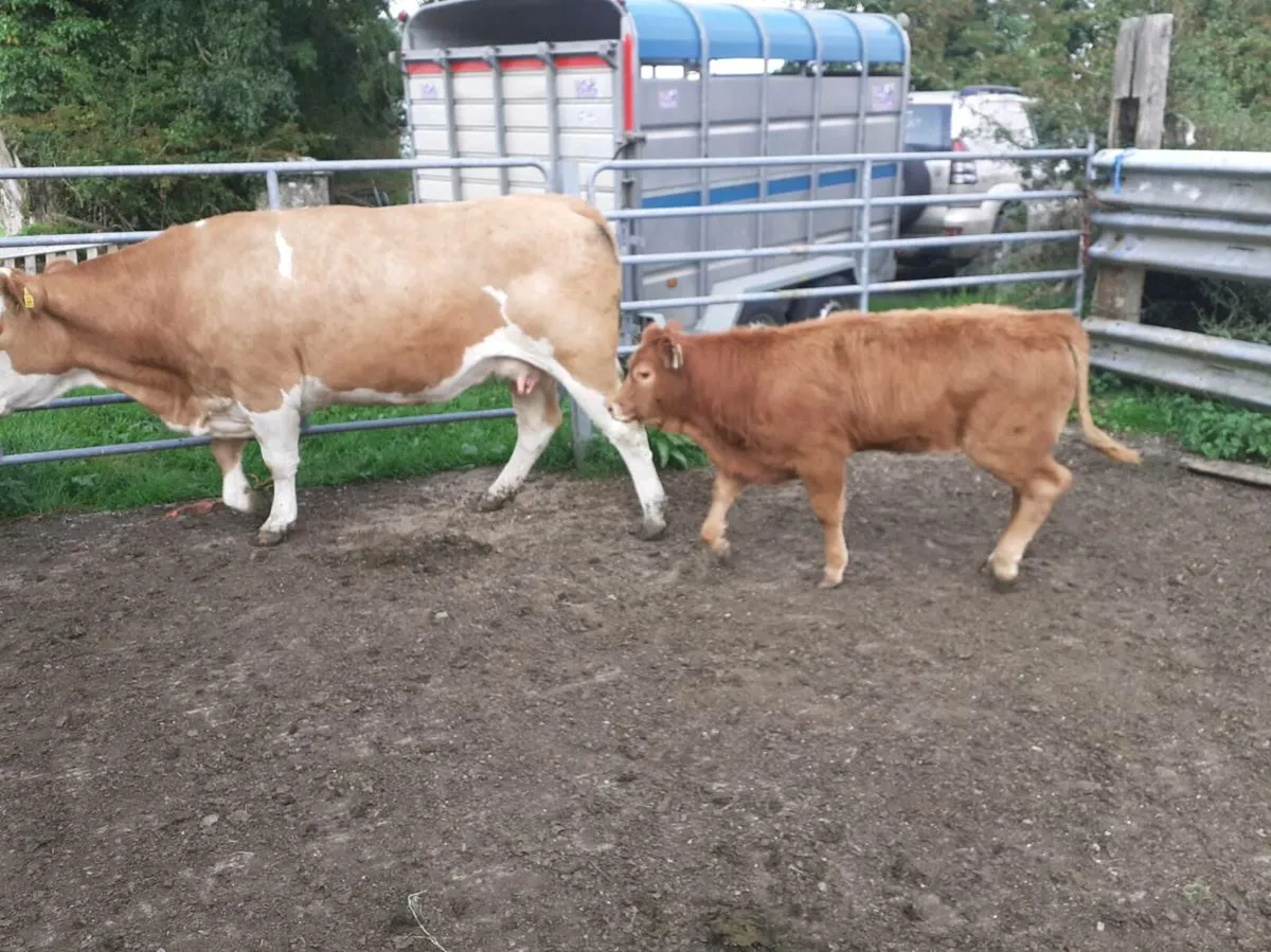 Cow And Calf - Image 4
