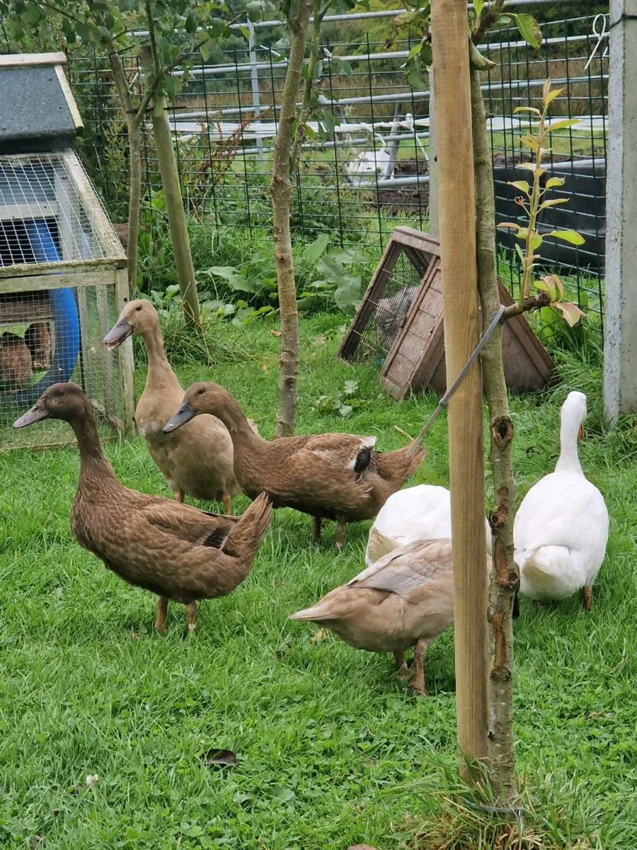 Ducks & Saxony Pair - Image 1