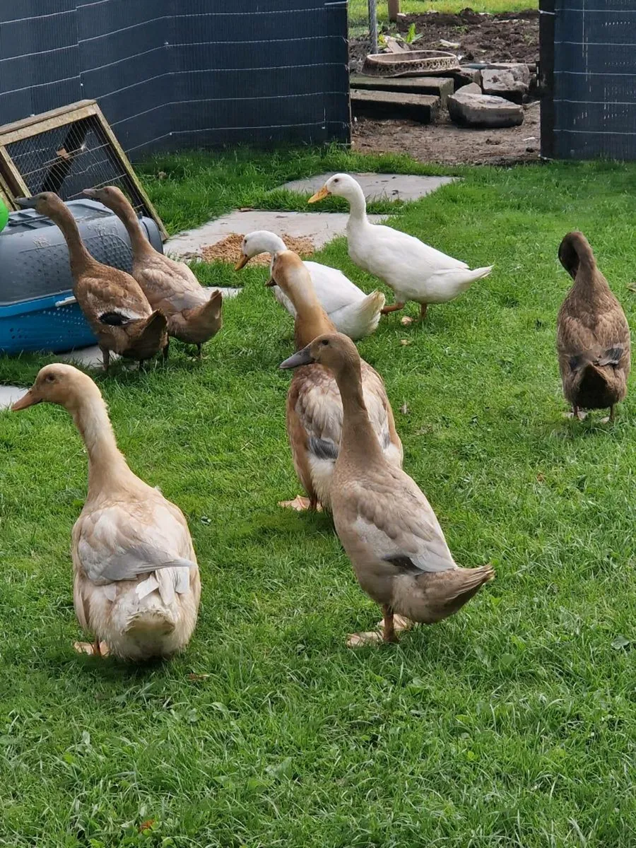 Ducks & Saxony Pair - Image 2