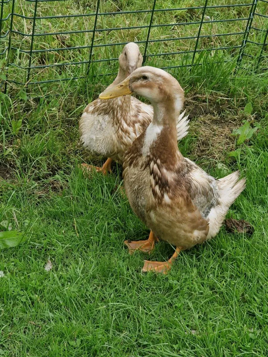 Ducks & Saxony Pair - Image 3