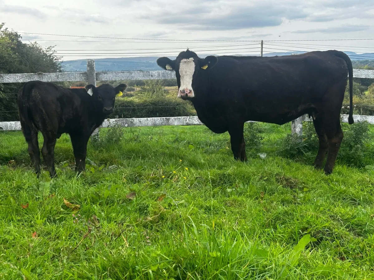 Angus Heifer & Heifer Calf At Foot - Image 2