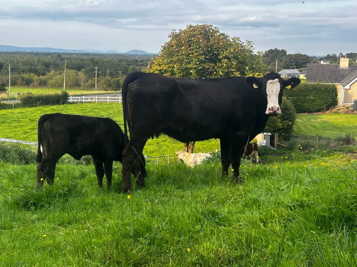 Angus Heifer & Heifer Calf At Foot - Image 3